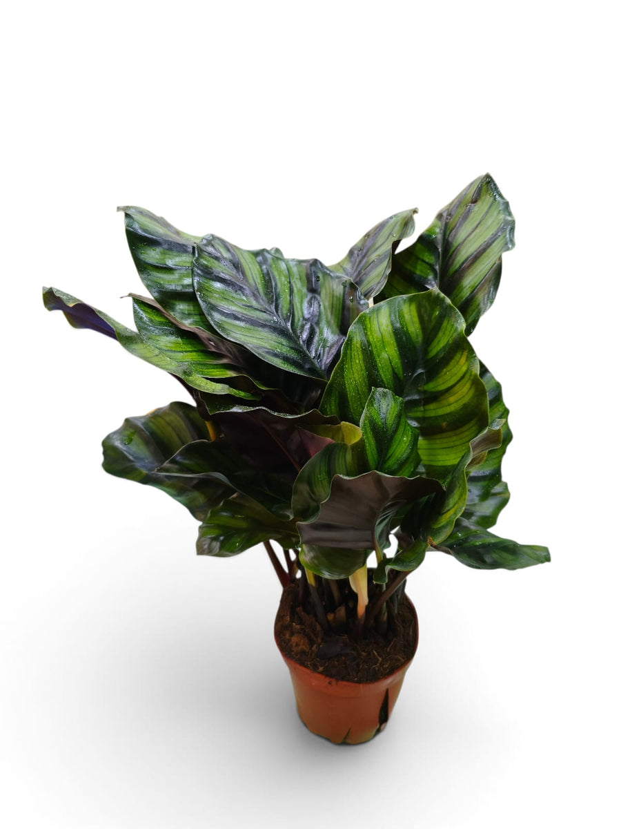 Calathea Dottie