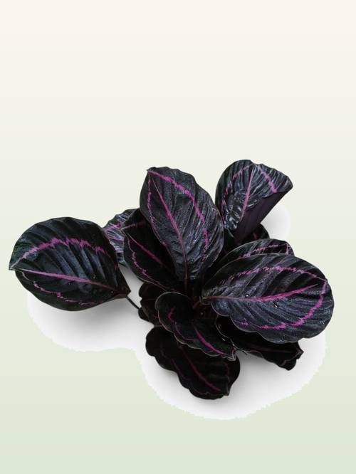 Calathea Dottie