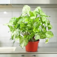 Syngonium White Butterfly Plant Small