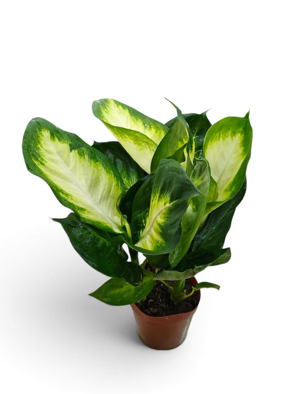 Dieffenbachia (Dumb Cane) indoor plant in a pot