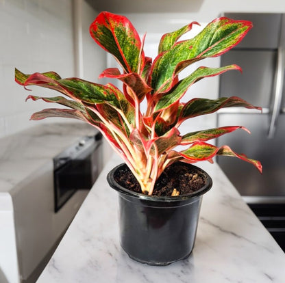 Aglaonema Red Plant