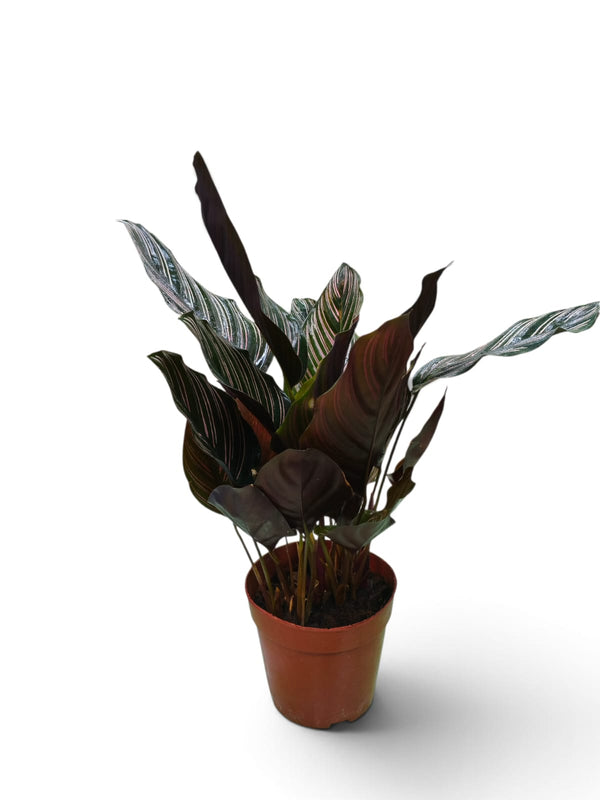 Calathea Fishbone (Ctenanthe burle-marxii) indoor plant in a pot