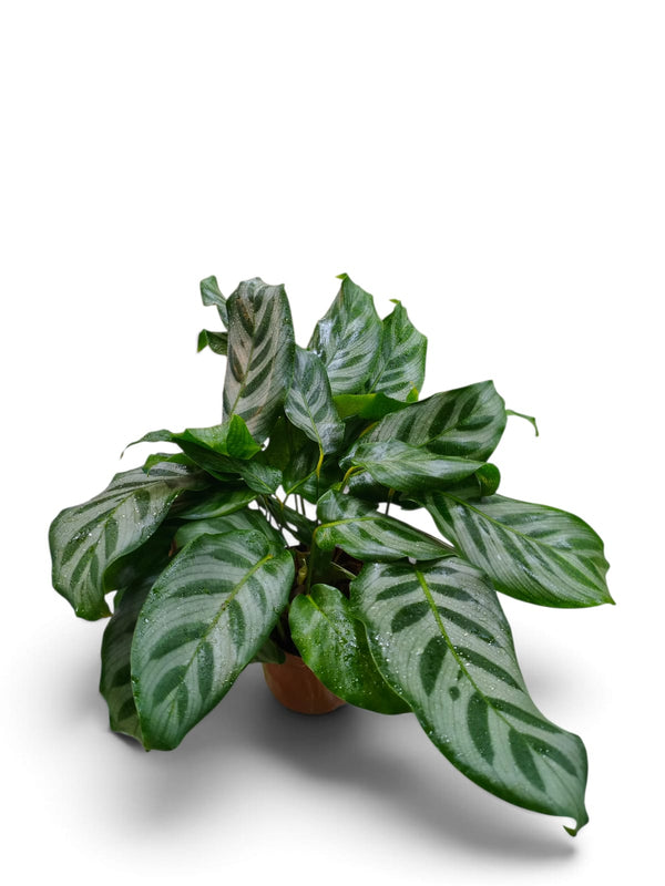 Calathea Freddie indoor plant in a pot