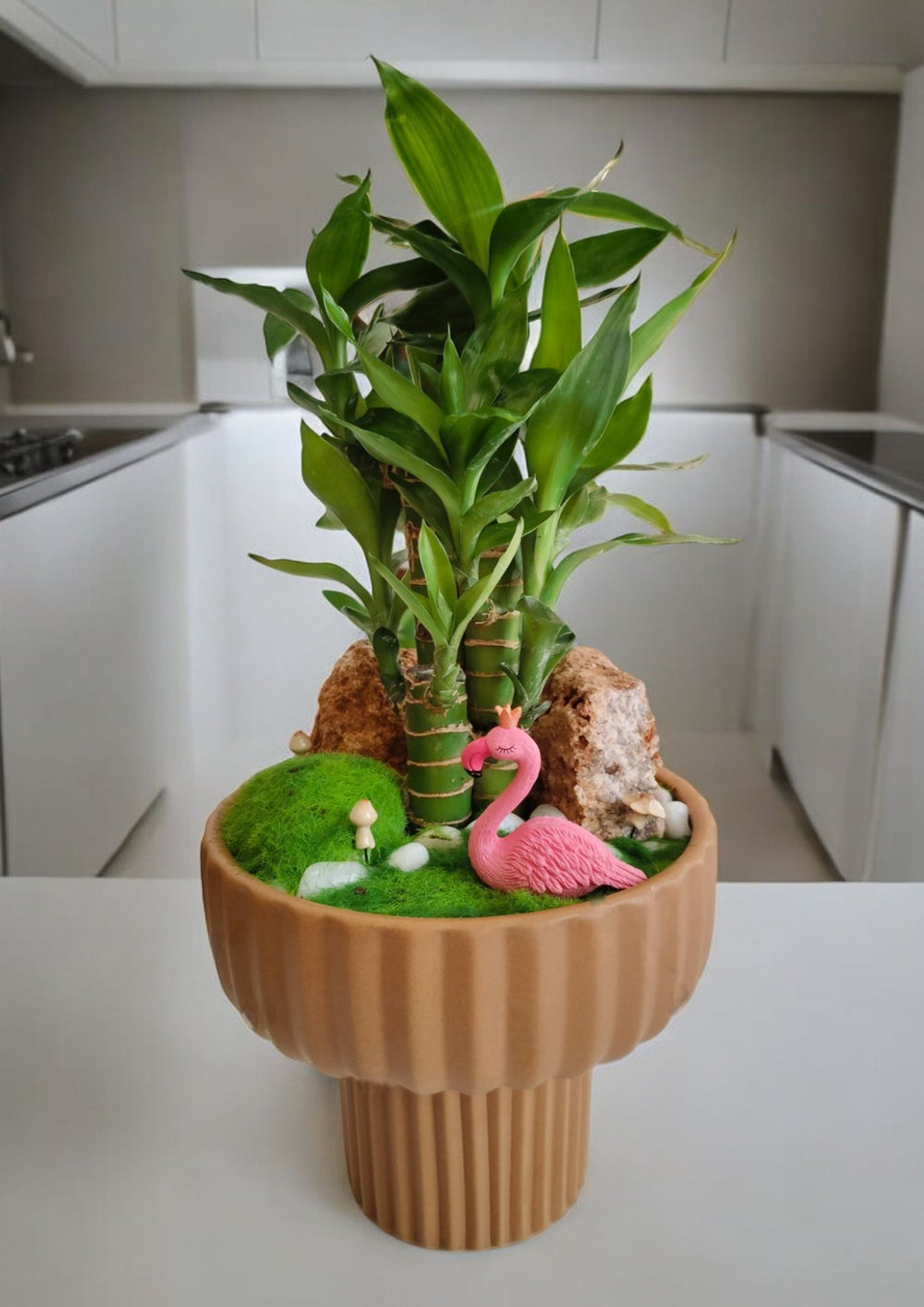 vase for lucky bamboo plant in Bangalore 