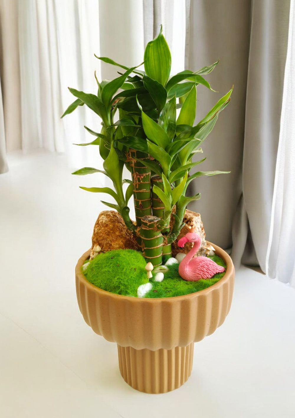 is bamboo plant lucky for home Near Bangalore 