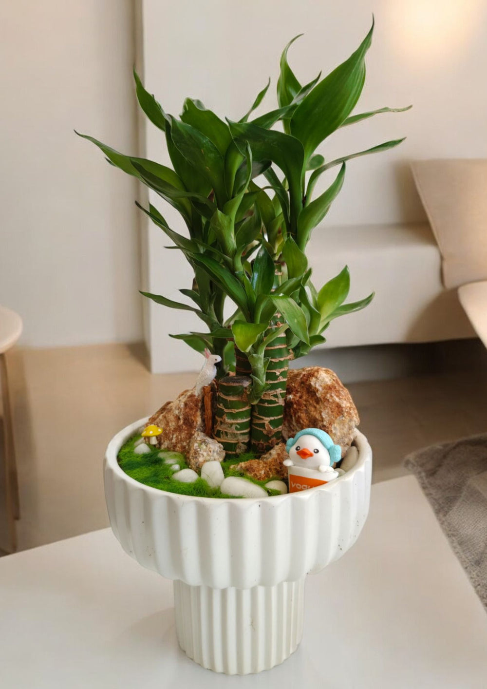 lucky bamboo an indoor plant in Bangalore 