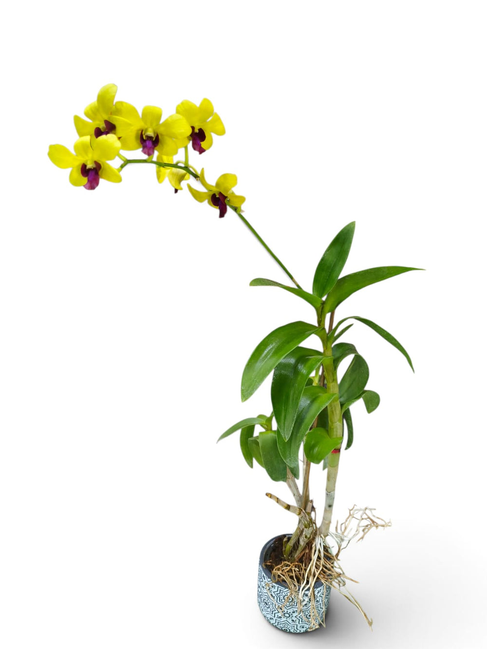 Dendrobium Orchid – Golden Yellow indoor plant in a pot – top view