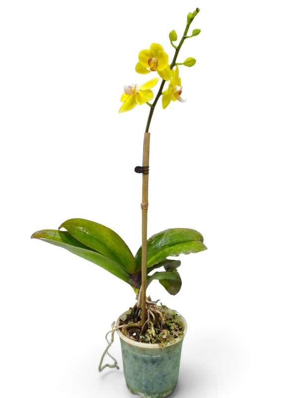 Dendrobium Orchid – Golden Yellow indoor plant in a pot