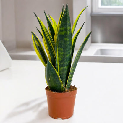 Sansevieria Gold Flame Snake Plant – Adult