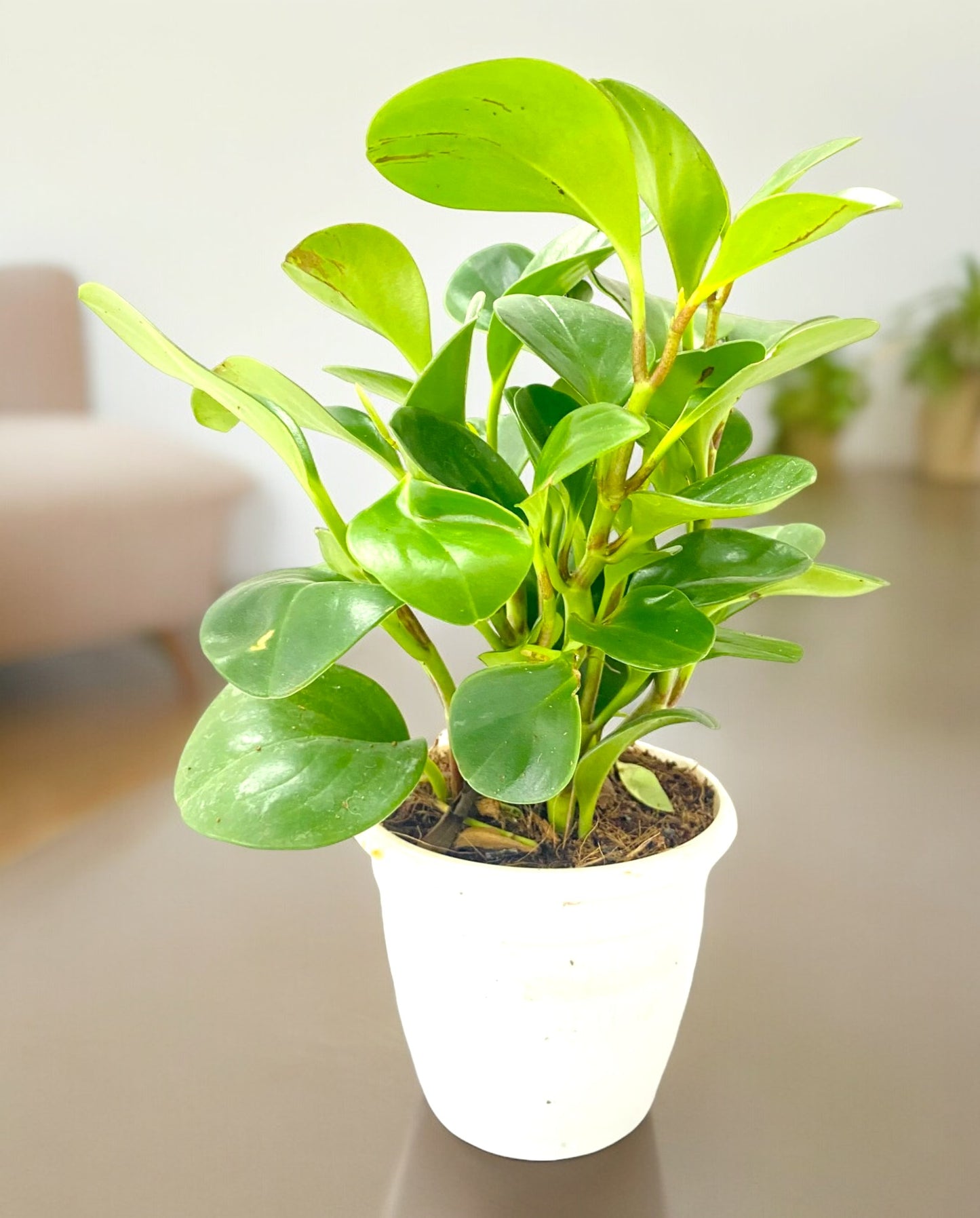 Peperomia Green Plant