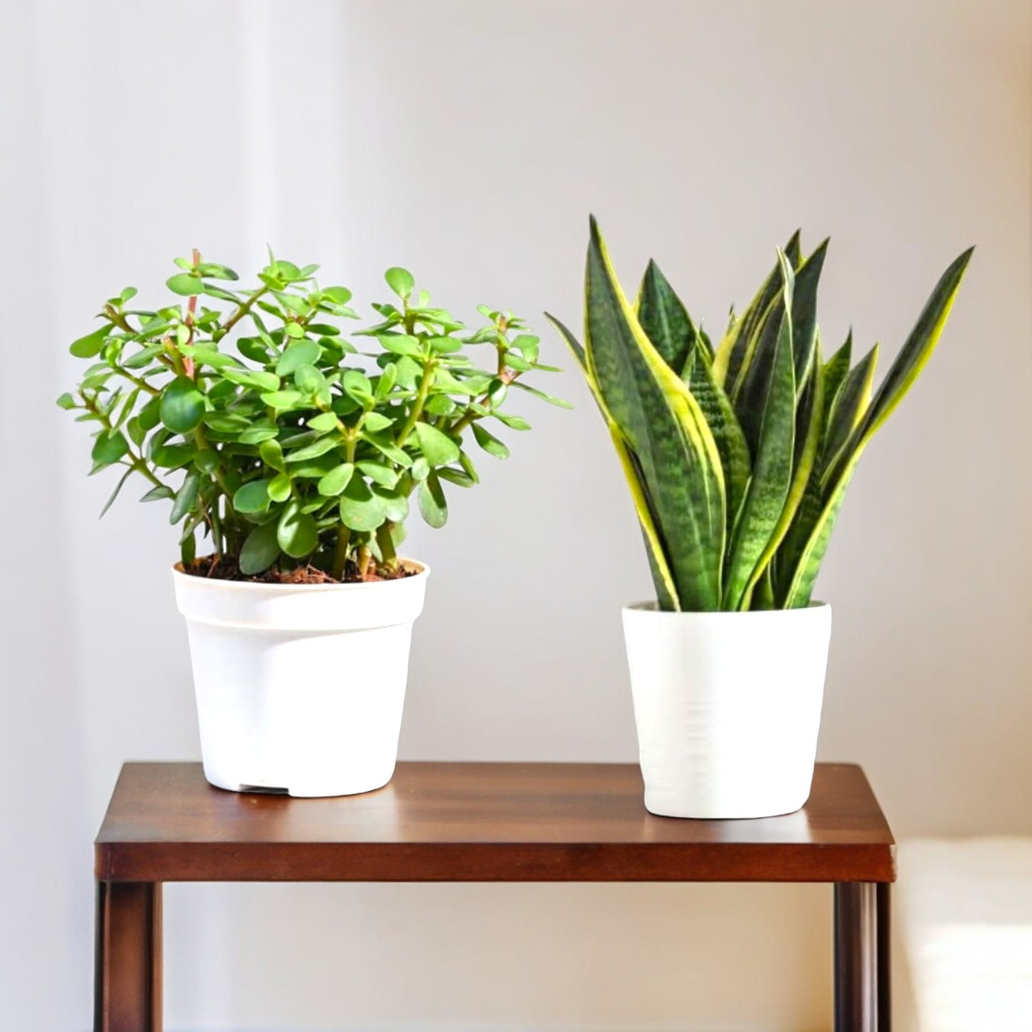 Jade and snake plant combo