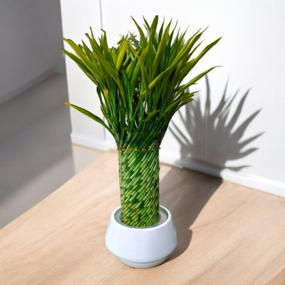 spiral bamboo plant online in Bangalore 