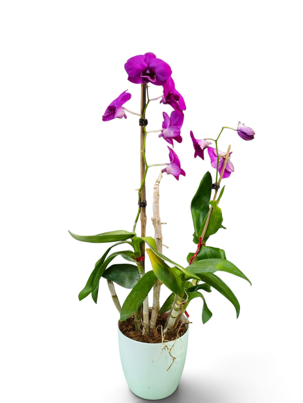 Dendrobium Orchid – Magenta Splash indoor plant in a pot – close-up view