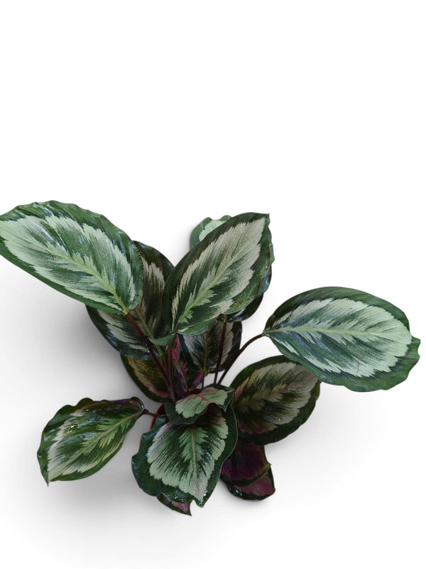 Calathea Medallion indoor plant in a pot