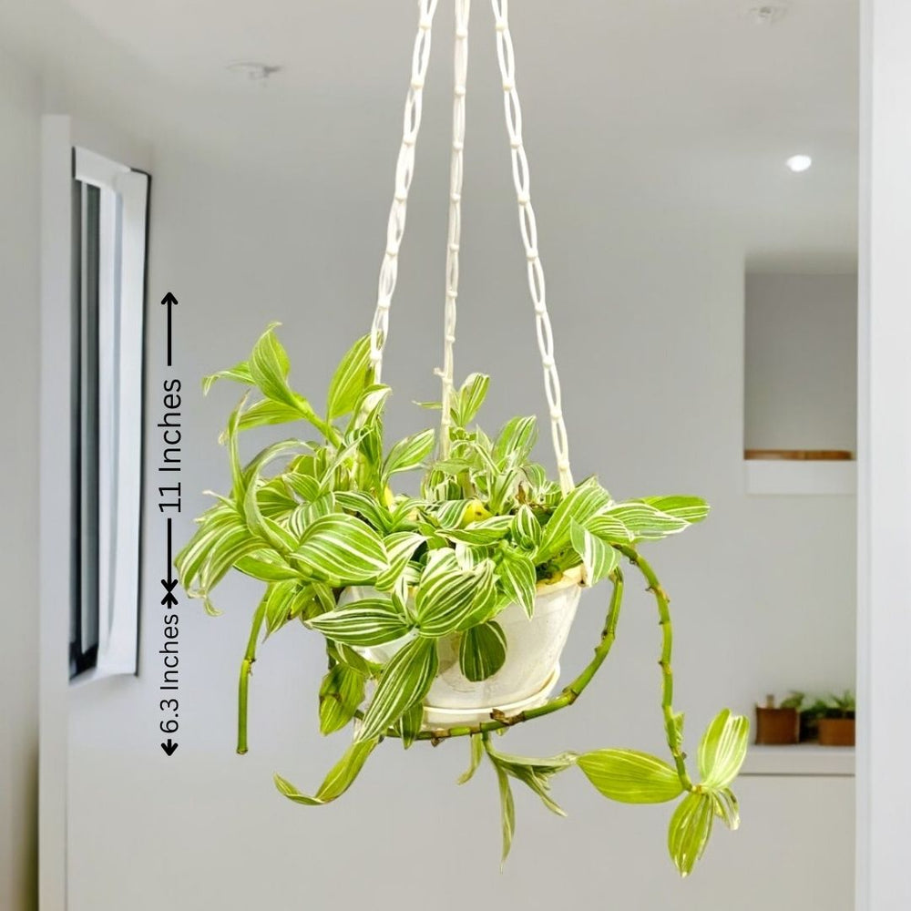 Buy indoor plants online Bangalore 