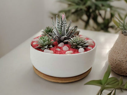 Succulent Plants in Ceramic Round-Shaped Planter