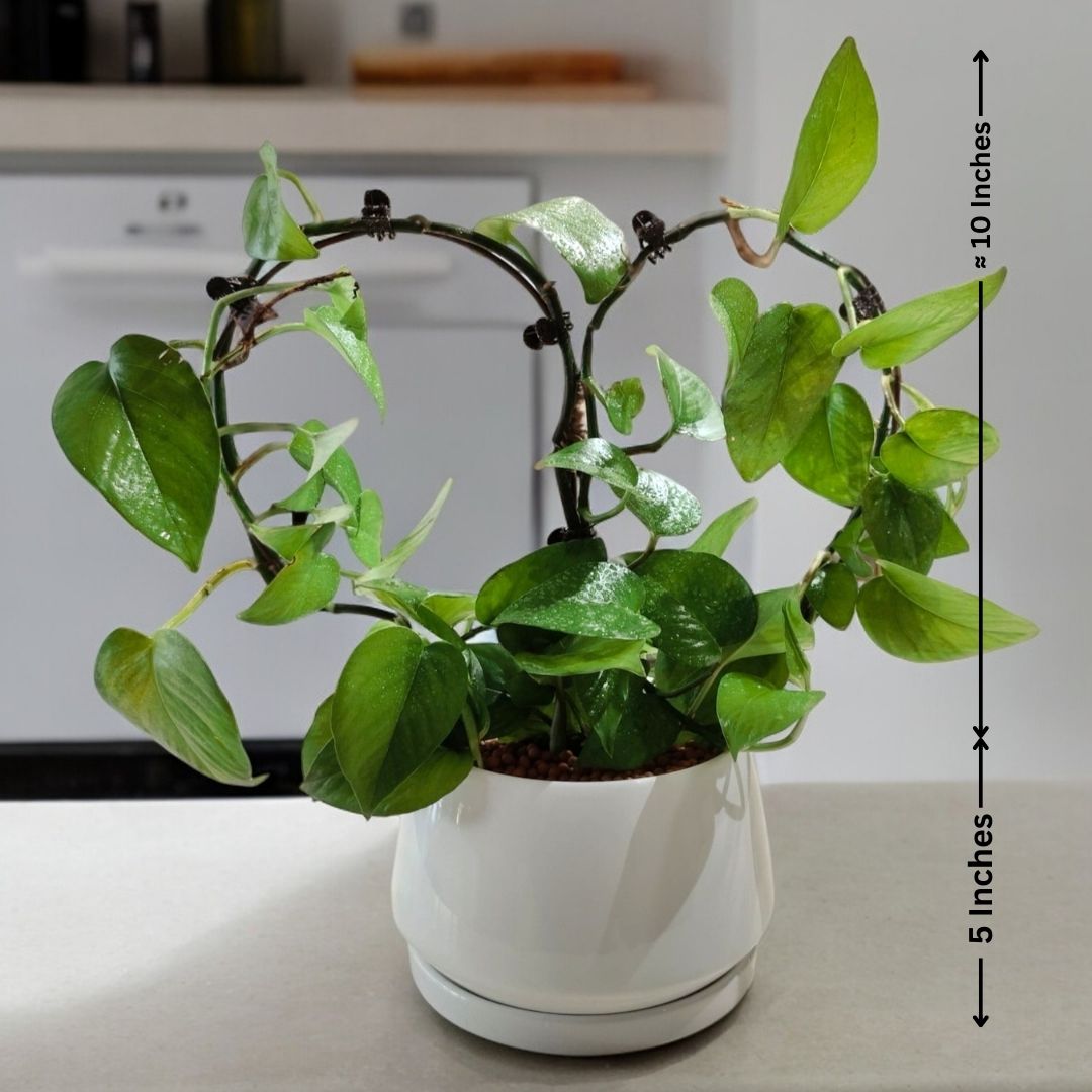 Heart- Shaped Money Plant in white Ceramic pot