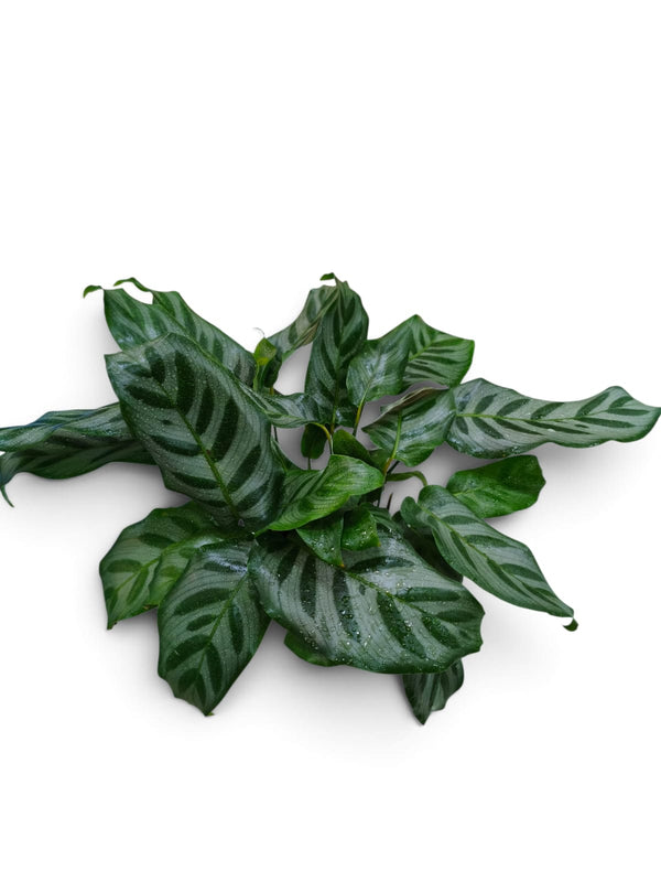Calathea Peacock (Goeppertia makoyana) indoor plant in a pot