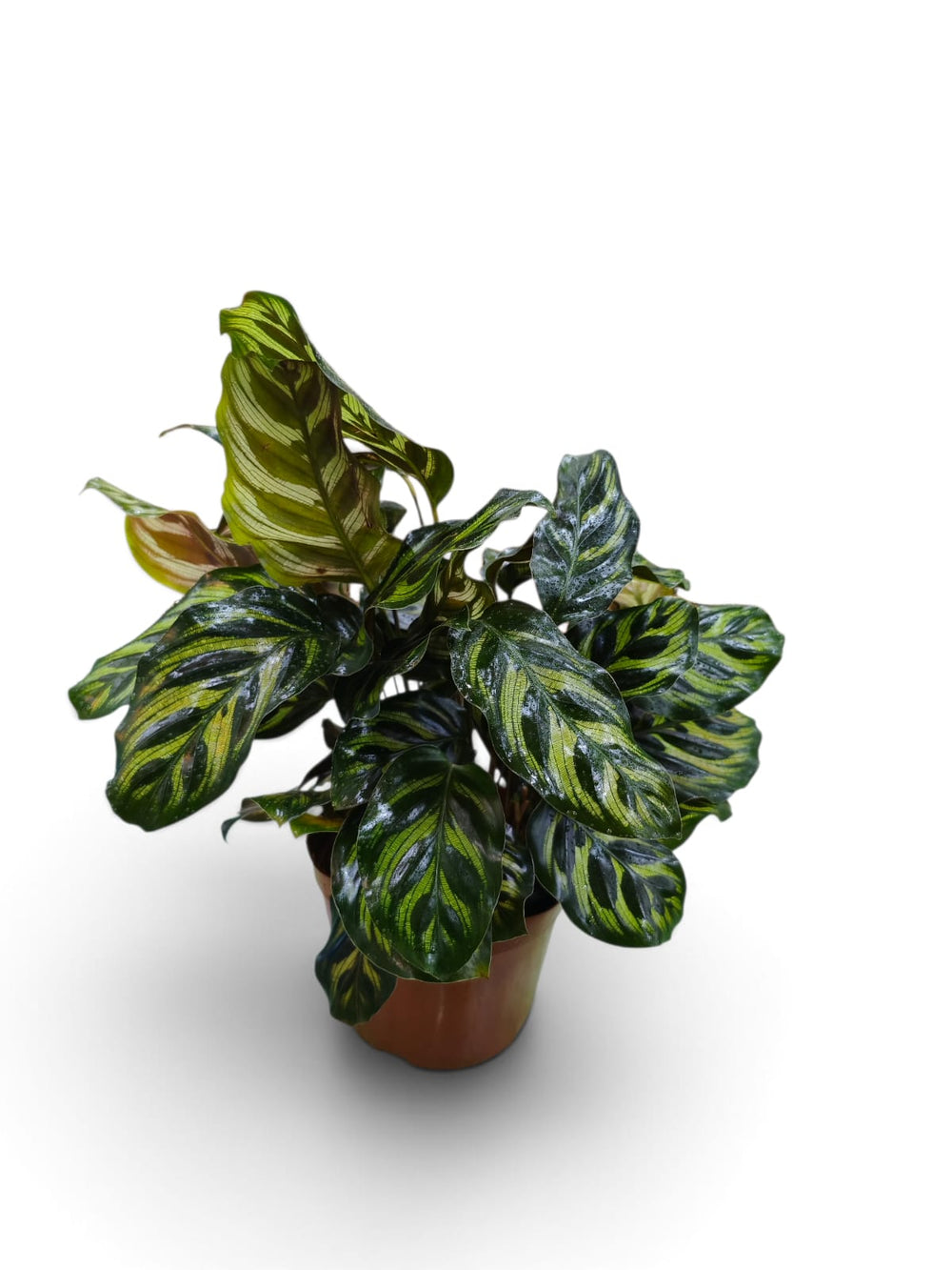 Calathea Peacock (Goeppertia makoyana) indoor plant in a pot – close-up view