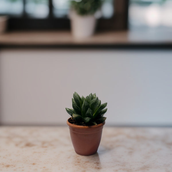 Haworthia cymbiformis Succulent