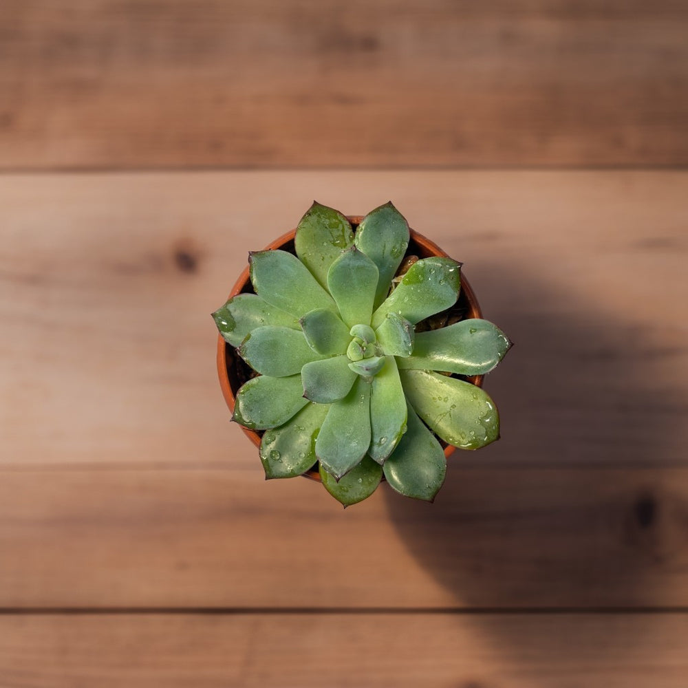 Echeveria Succulent
