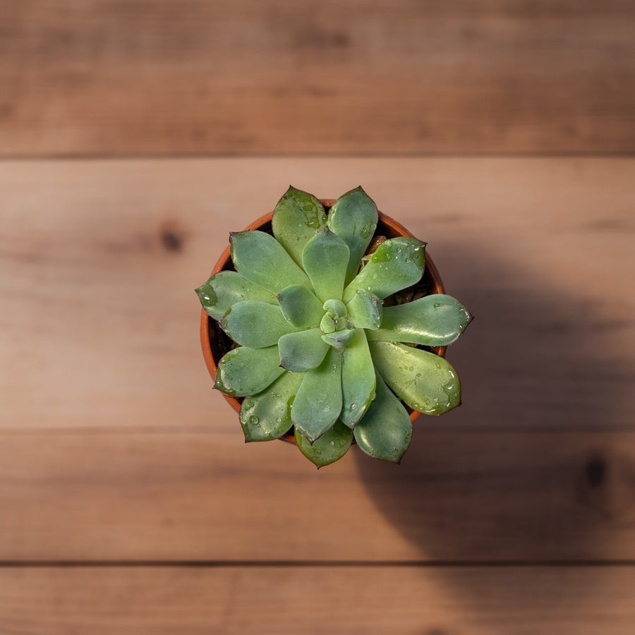 Echeveria succulent with symmetrical rosette-shaped green leaves in a pot