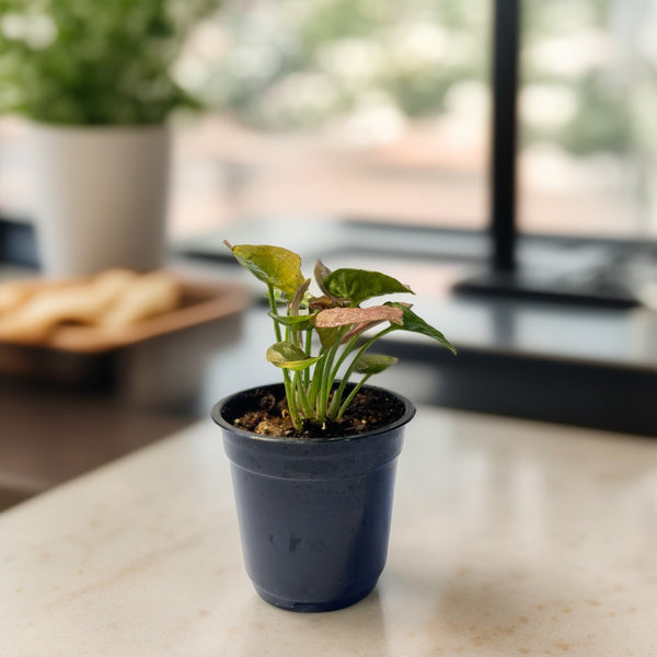 Pink Syngonium Small