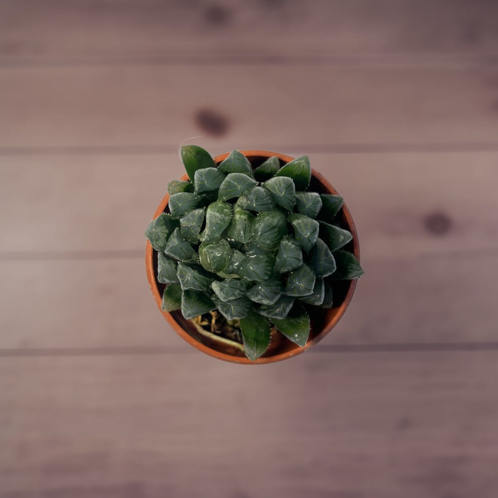 Haworthia cooperi Succulent