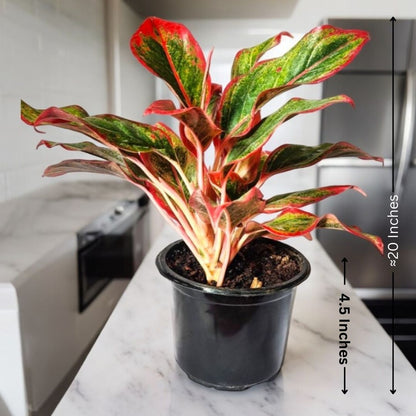 Aglaonema Red Plant