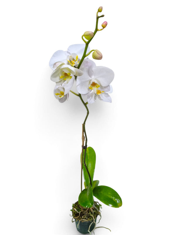 Dendrobium Orchid – Pure White indoor plant in a pot