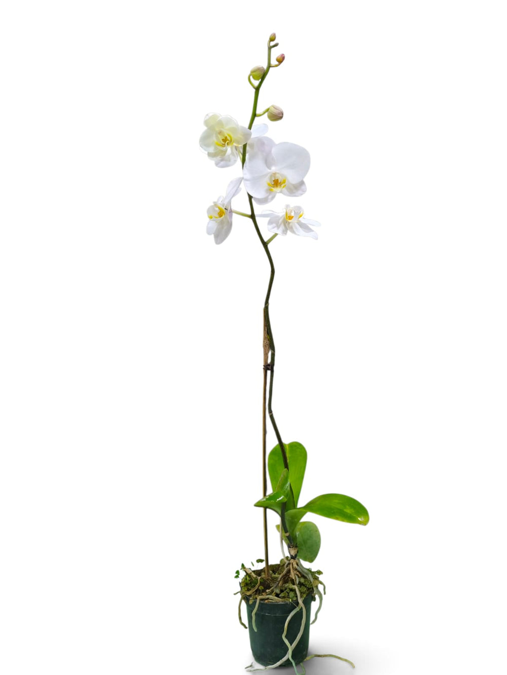 Dendrobium Orchid – Pure White indoor plant in a pot – close-up view