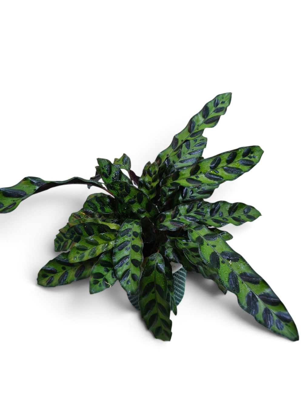 Calathea Rattlesnake (Goeppertia insignis) indoor plant in a pot – close-up view