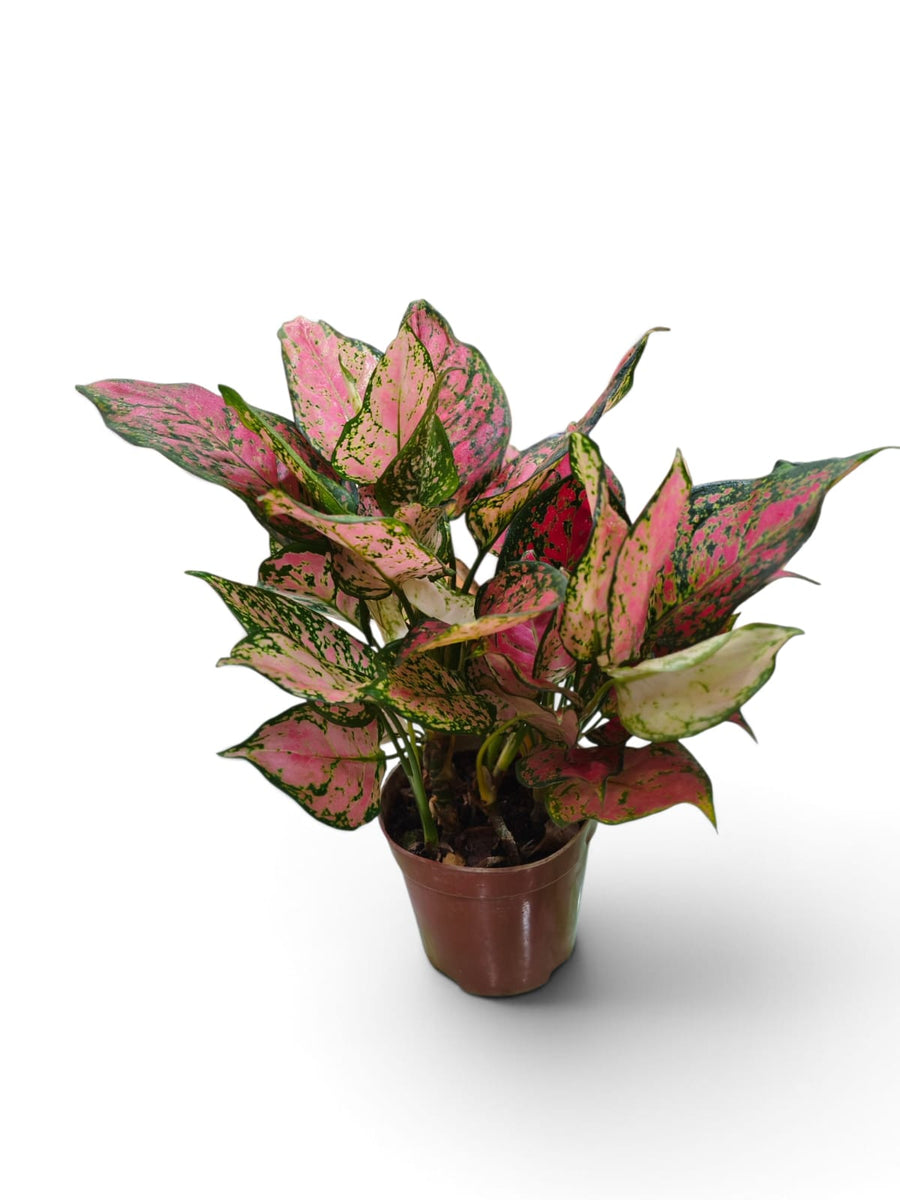 Aglaonema Red Gold