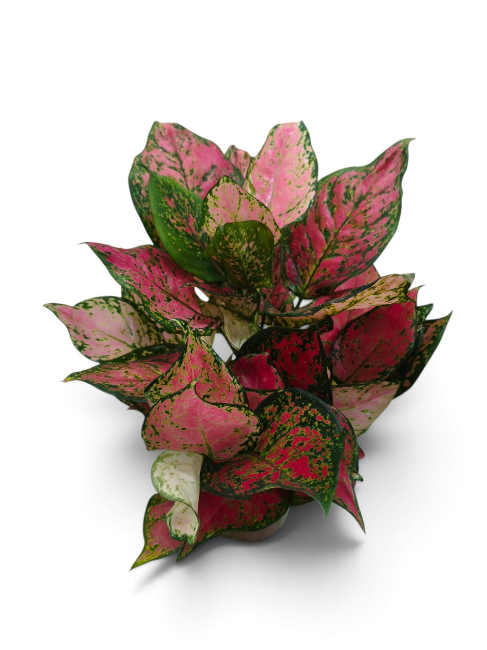Aglaonema Red Gold indoor plant in a pot – close-up view