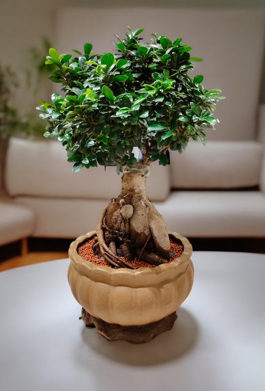 Grafted Ficus/Ginseng Bonsai With Ceramic Pot Air Purifier