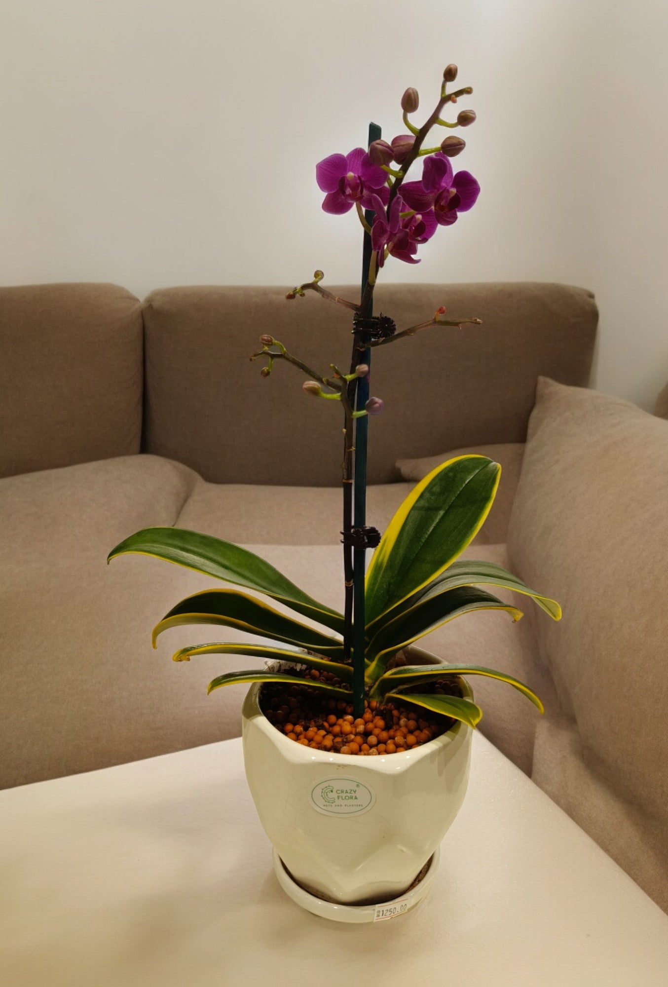 Purple Orchid in Ceramic pot