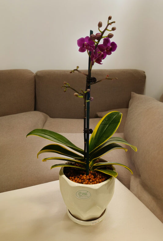 Purple Orchid in Ceramic pot