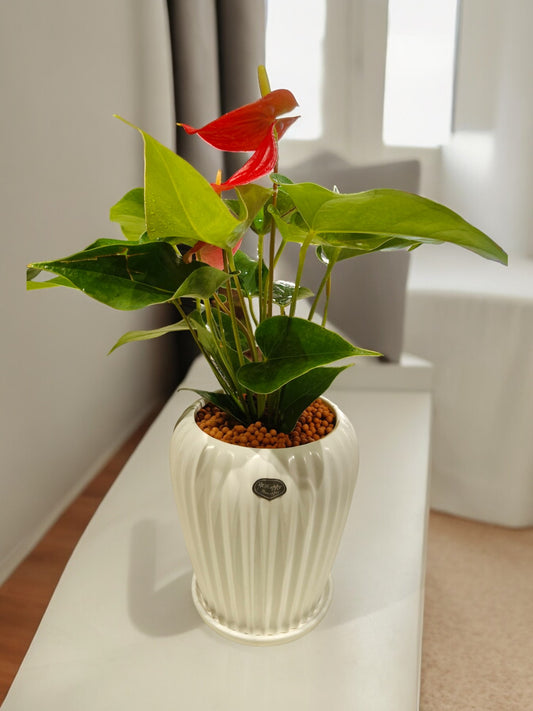 Red Anthurium in Ceramic pot