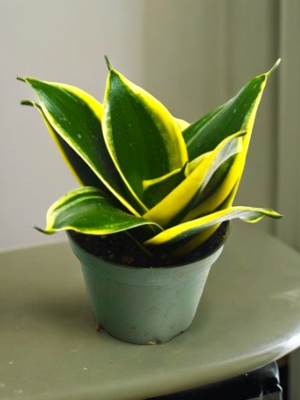 Best indoor plants for Bangalore homes