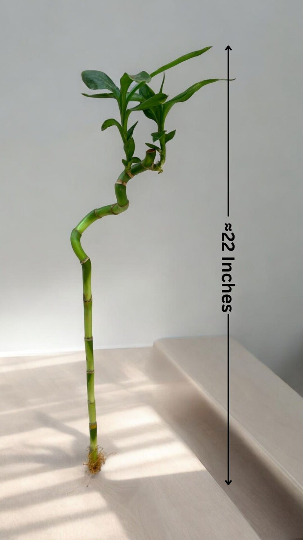 spiral bamboo plant online In Bangalore 