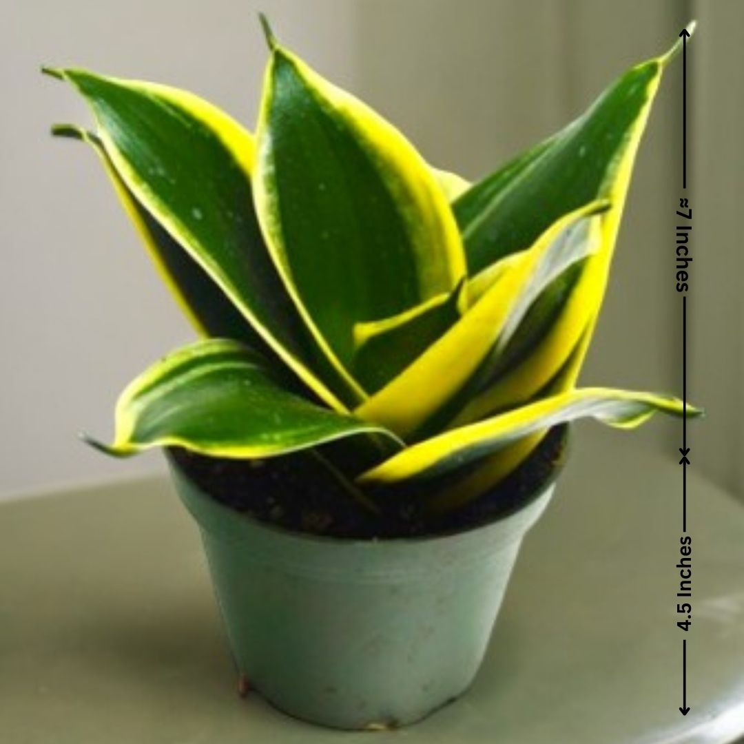 Buy indoor plants online Bangalore