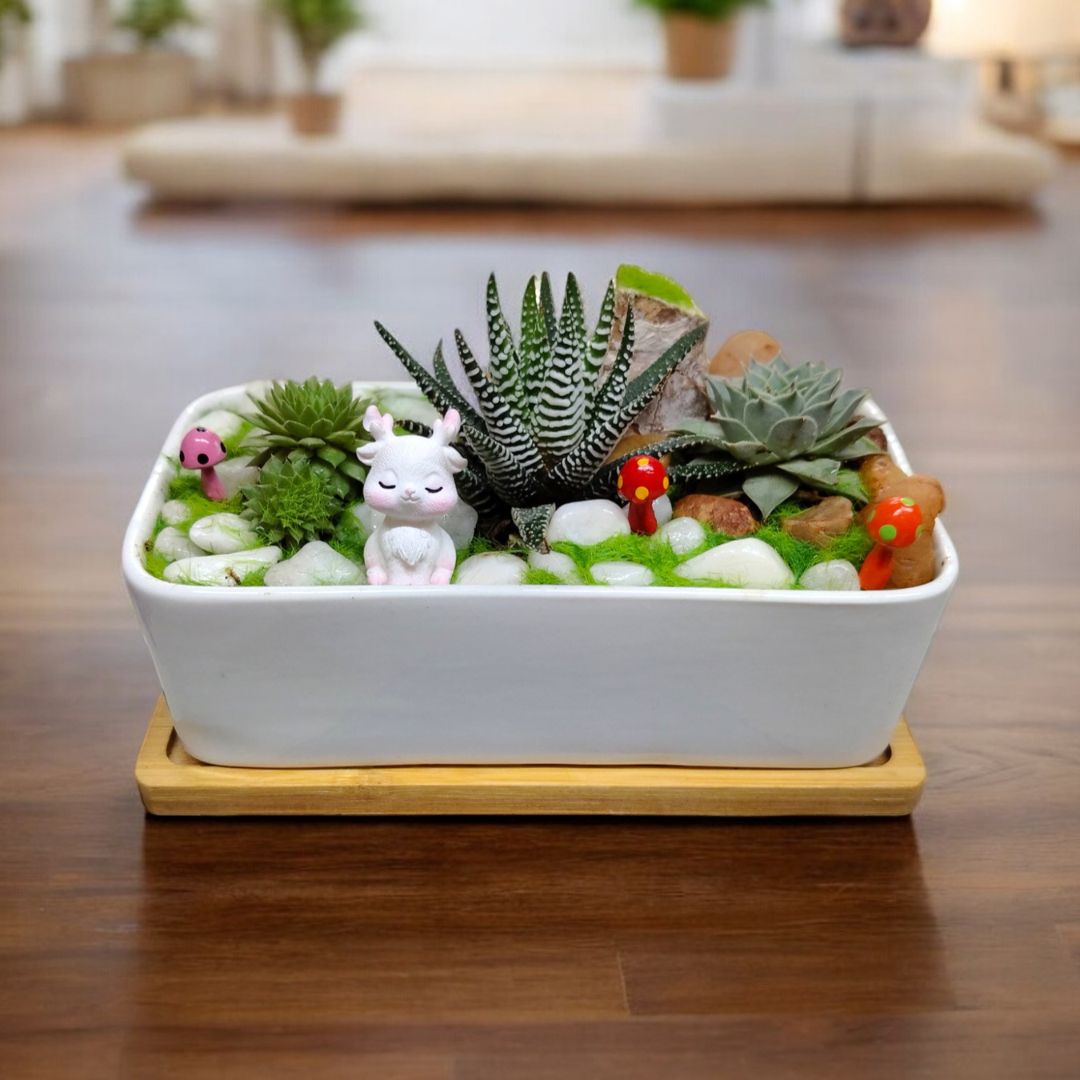 Designer planter with  Succulents