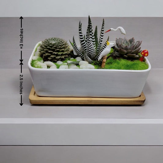 Designer planter with Succulents