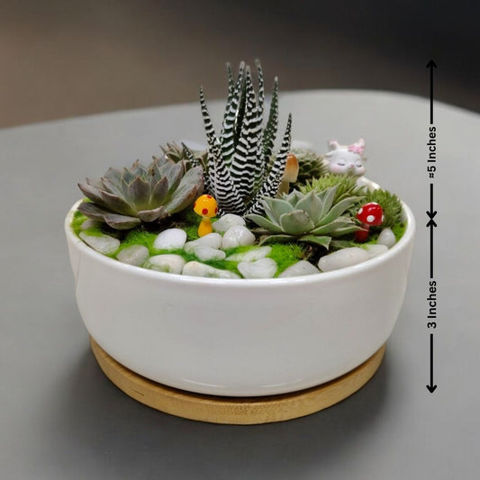 Designer planter with Succulents