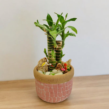 Designer planter with Bamboo