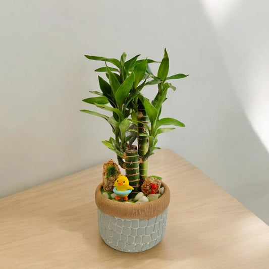 Designer planter with Bamboo