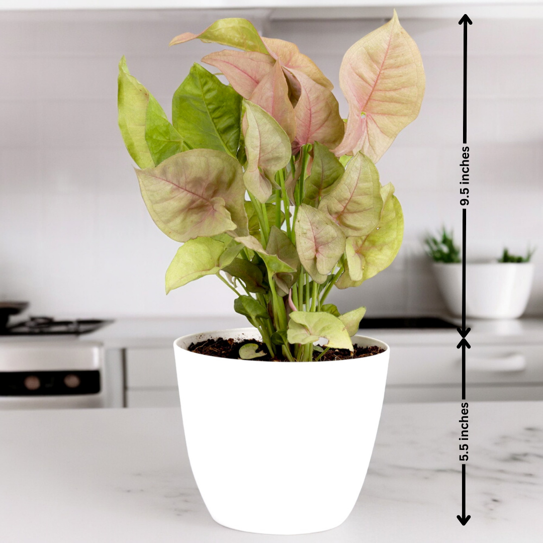 Syngonium Pink Plant Small