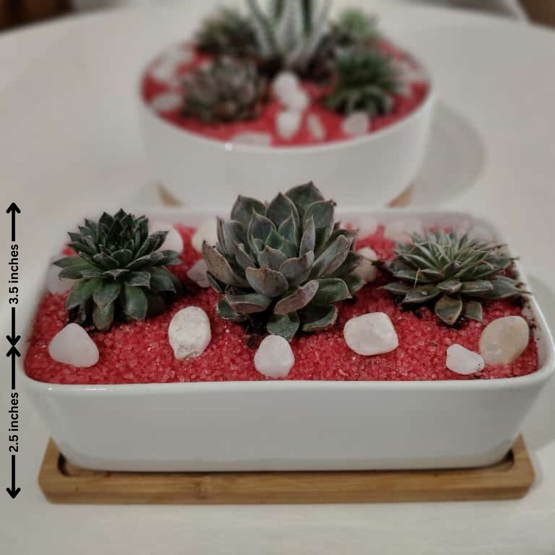 Succulent Plants in Rectangular-Shaped Planter with Tray