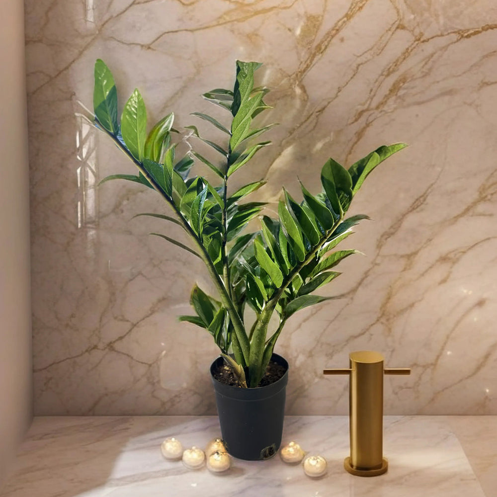 ZZ Plant Medium