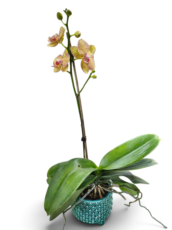 Dendrobium Orchid – Tiger Stripe indoor plant in a pot